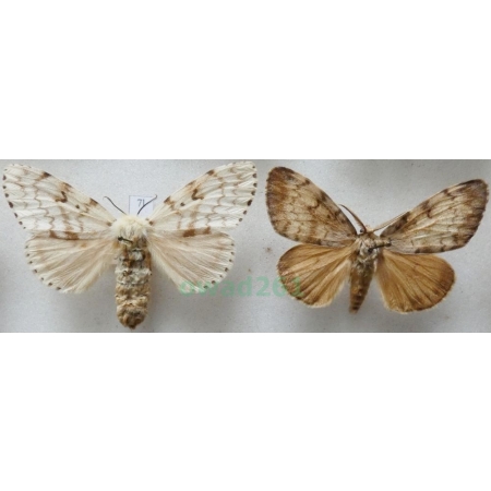 Lymantria dispar (Linnaeus, 1758) pair Brudnica nieparka Czech7l